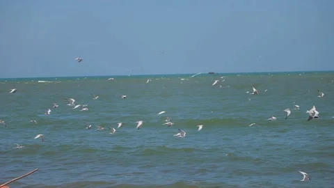 Birds in Sri Lanka Stock-Footage 174920896