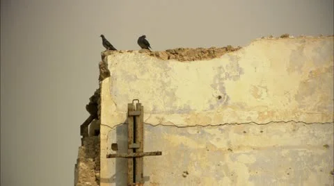 Birds standing on corner of worn down building Stock Footage 12761250