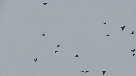BIRDS STANDING IN FREEDOM Video stock 99787606