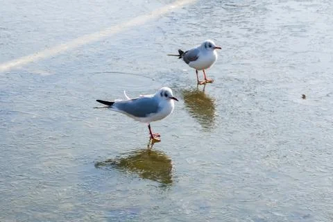 Birds Standing on Ice Stock Photos
