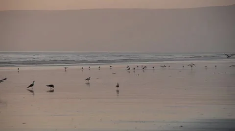 Birds standing on an idyllic sand beach and flying away during the sunset Stock Footage 44782556