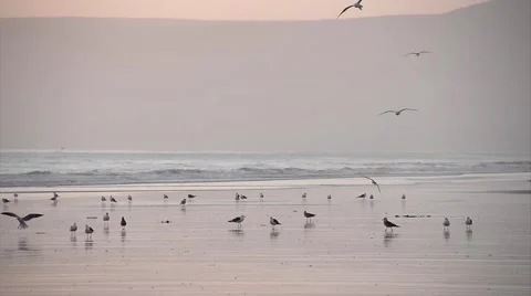 Birds standing on an idyllic sand beach and flying away during the sunset Stock Footage 44782595