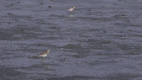 Birds standing on mudflats Stock Footage 77359324