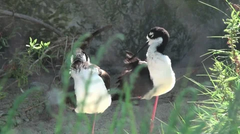 Birds Standing On One Leg Stock Footage 7760788