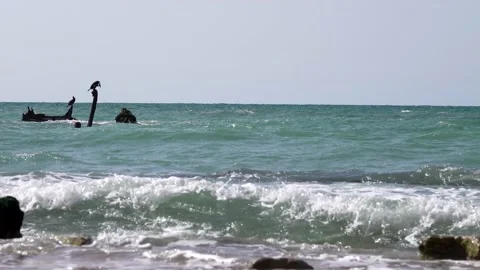 Birds standing on a tree trunk in a stormy sea 스톡 동영상 208046662
