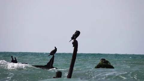 Birds standing on a tree trunk in a stormy sea 스톡 동영상 208047084