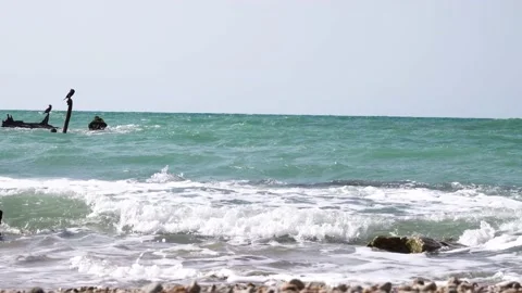 Birds standing on a tree trunk in a stormy sea Vidéo 208400741