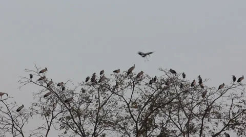 Birds standing on treetop Stock Footage 37203363