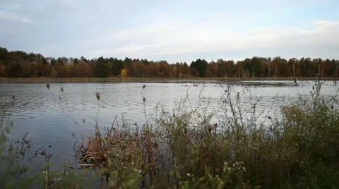 Birds In Steady Stream 스톡 동영상 10939270