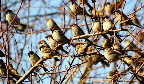 Birds of the steppes Stock Photos