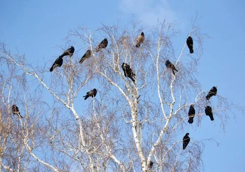 Birds of the steppes Stock Photos