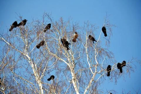 Birds of the steppes Stock Photos