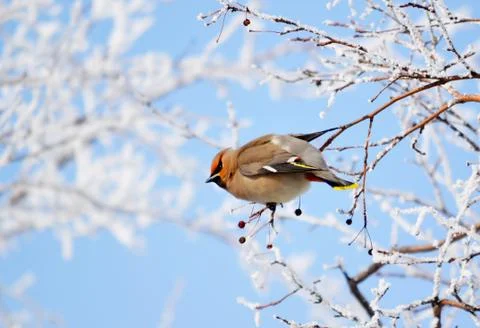 Birds of the steppes Stock Photos