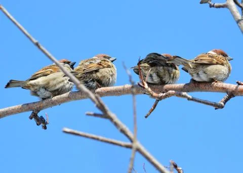 Birds of the steppes Stock Photos