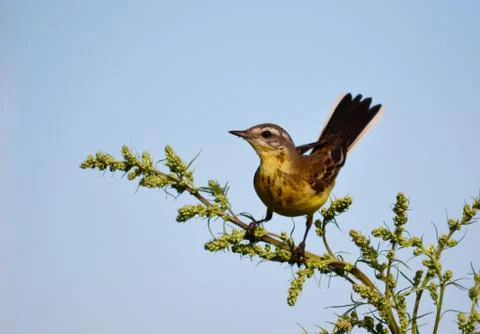 Birds of the steppes Stock Photos