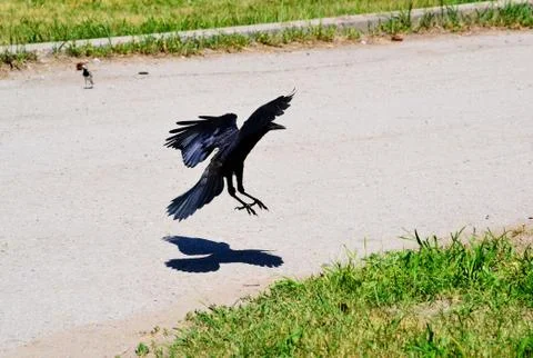 Birds of the steppes Stock Photos
