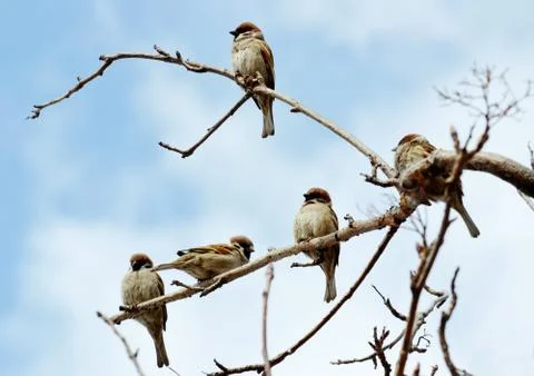 Birds of the steppes Stock Photos