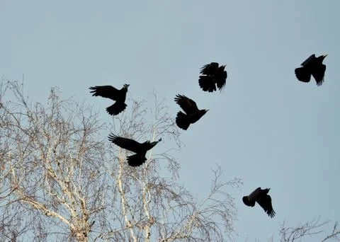 Birds of the steppes Stock Photos
