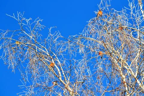 Birds of the steppes Stock Photos
