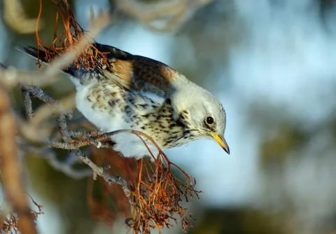 Birds of the steppes Stock Photos