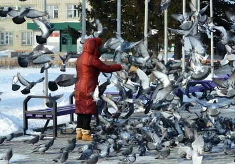 Birds of the steppes Stock Photos