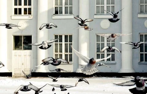 Birds of the steppes Stock Photos