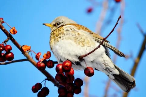 Birds of the steppes Stock Photos