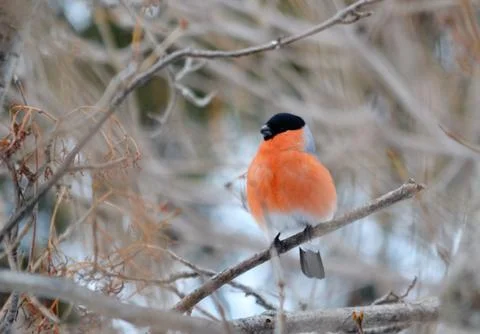Birds of the steppes Stock Photos