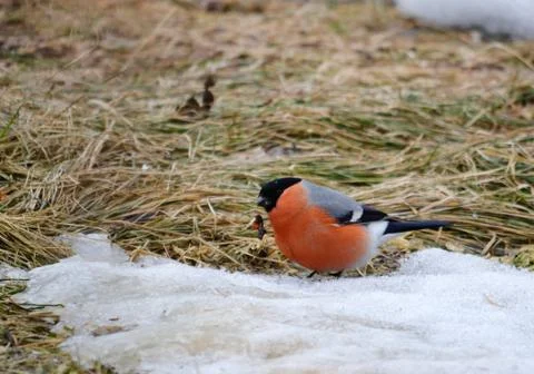 Birds of the steppes Stock Photos