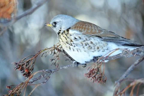 Birds of the steppes Stock Photos