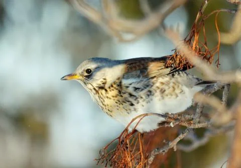 Birds of the steppes Stock Photos