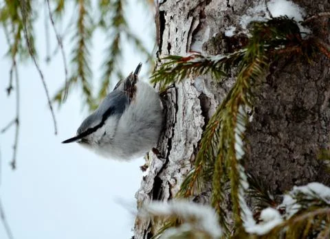 Birds of the steppes Stock Photos