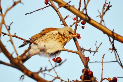 Birds of the steppes Stock Photos