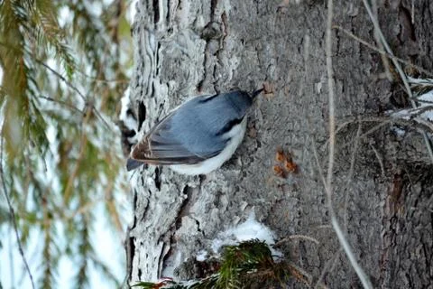 Birds of the steppes Stock Photos