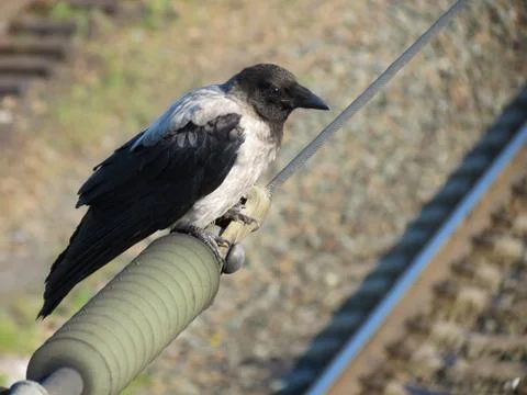 Birds of the steppes Stock Photos