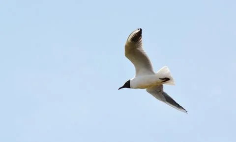 Birds of the steppes Stock Photos