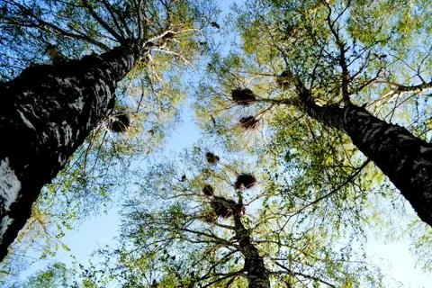 Birds of the steppes Stock Photos