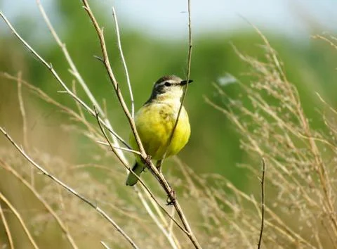 Birds of the steppes Stock Photos