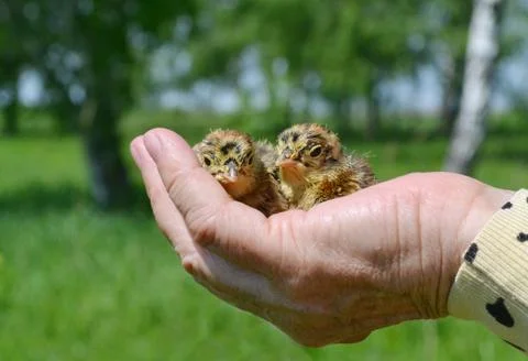 Birds of the steppes Stock Photos