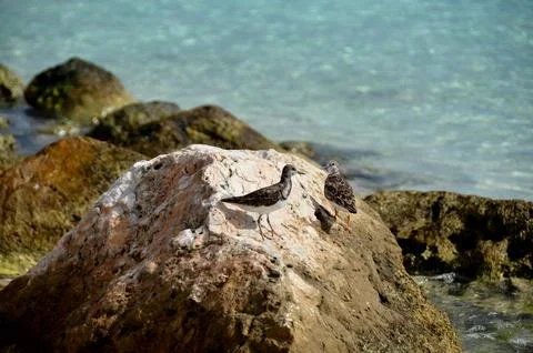 Birds on the stone Stock Photos