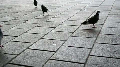 Birds on stone road, Stock-Footage 35608682