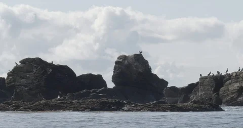 Birds on the stones Stock Footage 117289768