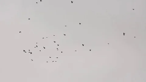Birds storm - grey cloud Stock Footage 81264237