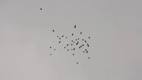 Birds storm - grey cloud Stock Footage 81264255
