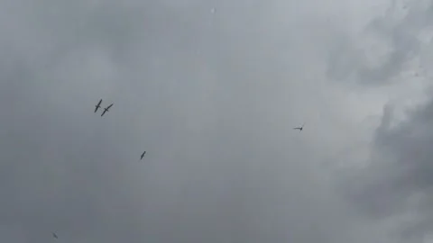 Birds on stormy sky Stock Footage 150829485