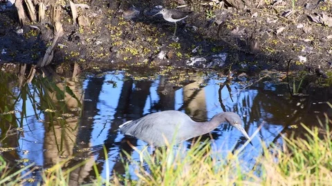 Birds in a stream Stock Footage 108516365