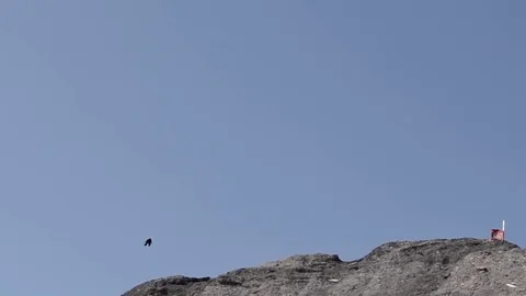 Birds in a stream of wind Stock Footage 73384982