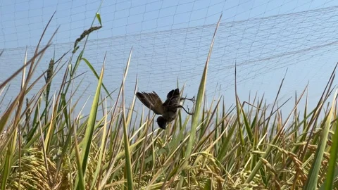Birds Stuck in Protective Net Over Paddy Fields Stock Footage 305233610