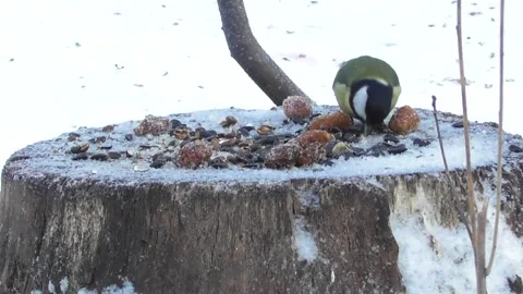 Birds on a stump feeder 1 Video stock 169761373