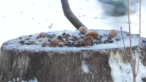 Birds on a stump feeder 2 Video stock 169761174
